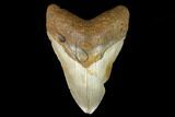 Fossil Megalodon Tooth - North Carolina #124675-1